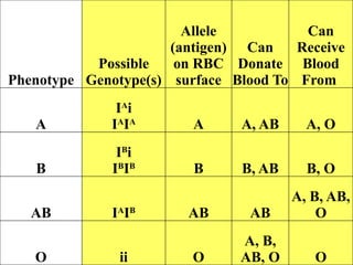 Phenotype
Possible
Genotype(s)
Allele
(antigen)
on RBC
surface
Can
Donate
Blood To
Can
Receive
Blood
From
A
IA
i
IA
IA
A A, AB A, O
B
IB
i
IB
IB
B B, AB B, O
AB IA
IB
AB AB
A, B, AB,
O
O ii O
A, B,
AB, O O
 