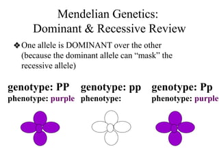 Mendelian Genetics:
Dominant & Recessive Review
❖One allele is DOMINANT over the other
(because the dominant allele can “mask” the
recessive allele)
genotype: PP
phenotype: purple
genotype: pp
phenotype: white
genotype: Pp
phenotype: purple
 