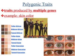 Polygenic Traits
❖traits produced by multiple genes
❖example: skin color
 
