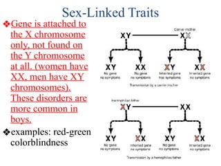 Sex-Linked Traits
❖Gene is attached to
the X chromosome
only, not found on
the Y chromosome
at all. (women have
XX, men have XY
chromosomes).
These disorders are
more common in
boys.
❖examples: red-green
colorblindness
 