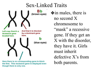 Sex-Linked Traits
❖in males, there is
no second X
chromosome to
“mask” a recessive
gene. If they get an
X with the disorder,
they have it. Girls
must inherit
defective X’s from
both parents.
 