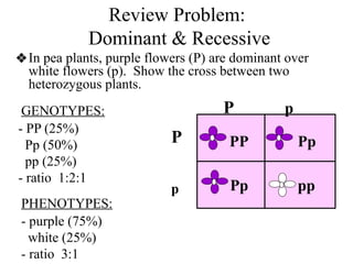 Review Problem:
Dominant & Recessive
❖In pea plants, purple flowers (P) are dominant over
white flowers (p). Show the cross between two
heterozygous plants.
P
p
P p
pp
Pp
Pp
PP
- PP (25%)
Pp (50%)
pp (25%)
- ratio 1:2:1
- purple (75%)
white (25%)
- ratio 3:1
GENOTYPES:
PHENOTYPES:
 
