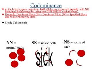 Codominance
❖ in the heterozygous condition, both alleles are expressed equally with NO
blending! Represented by using two DIFFERENT capital letters.
❖ Example: Dominant Black (B) + Dominant White (W) = Speckled Black
and White Phenotype (BW)
❖ Sickle Cell Anemia -
NN =
normal cells
SS = sickle cells NS = some of
each
 