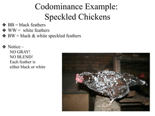 Codominance Example:
Speckled Chickens
❖ BB = black feathers
❖ WW = white feathers
❖ BW = black & white speckled feathers
❖ Notice –
NO GRAY!
NO BLEND!
Each feather is
either black or white
 