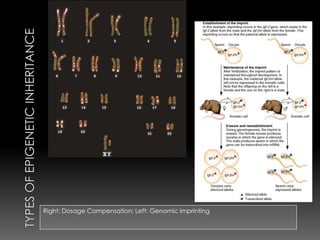 Right: Dosage Compensation; Left: Genomic Imprinting
 
