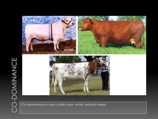 Co-dominance in roan cattle color: white, redand mixed
 
