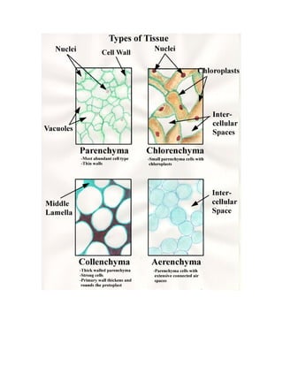 Nonmeristematic tissues