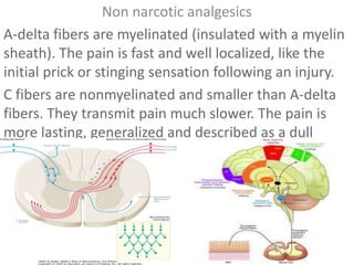 Non narcotic analgesics
A-delta fibers are myelinated (insulated with a myelin
sheath). The pain is fast and well localized, like the
initial prick or stinging sensation following an injury.
C fibers are nonmyelinated and smaller than A-delta
fibers. They transmit pain much slower. The pain is
more lasting, generalized and described as a dull
ache.
 