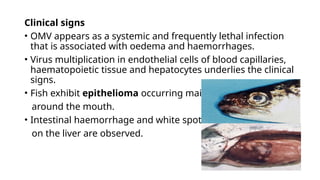Non OIE LISTED viral diseases of finfish.pptx