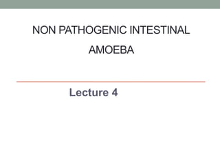 NON PATHOGENIC INTESTINAL
AMOEBA
Lecture 4
 