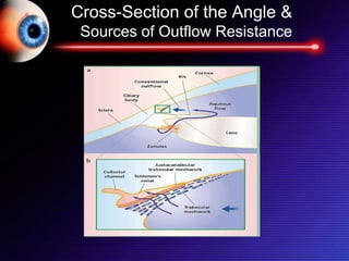 Cross-Section of the Angle &
Sources of Outflow Resistance
 