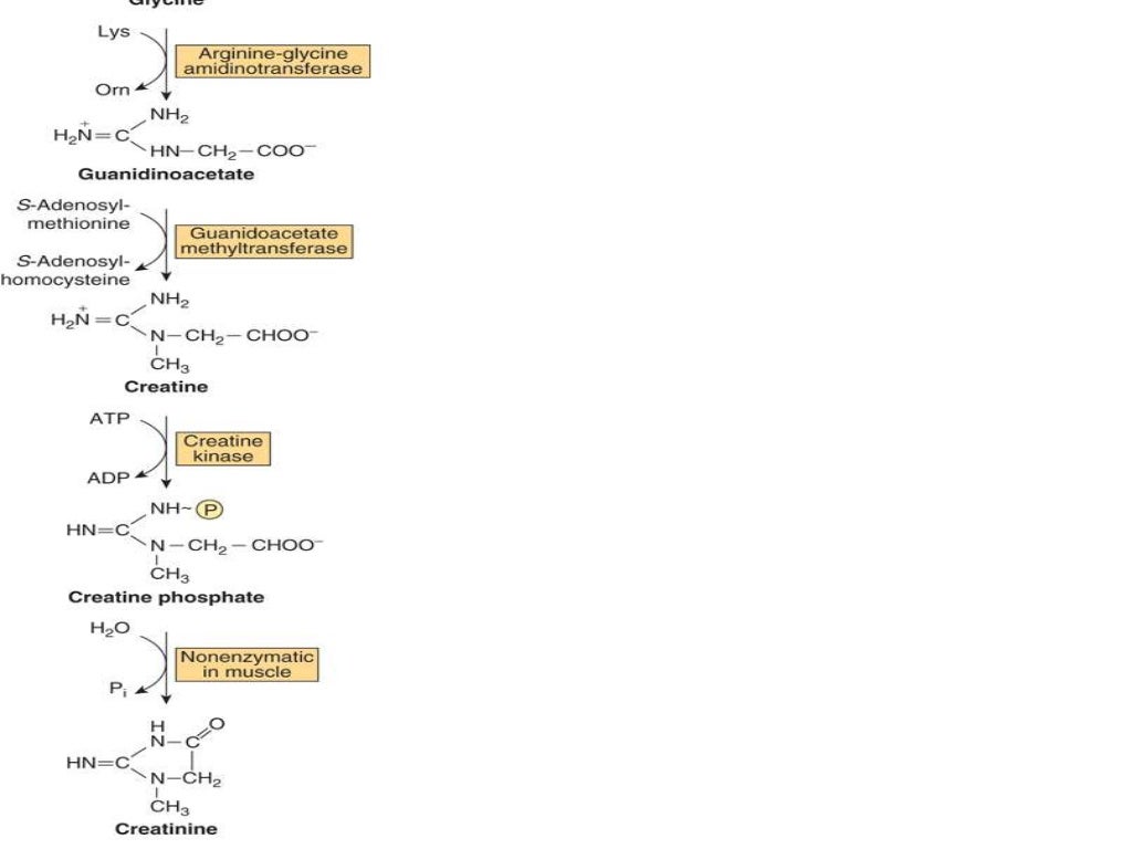 Non protein aminoacids,