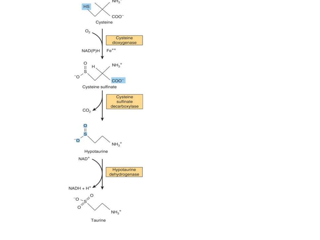 Non protein aminoacids,