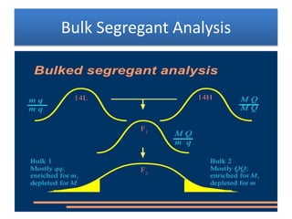 Bulk Segregant Analysis
 