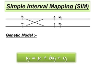 Simple Interval Mapping (SIM)
Genetic Model :-
yj = μ + bxj + ej
M1 A
m1 a
M2
m2
 