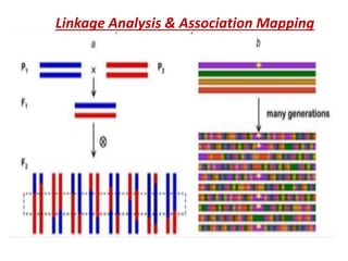 Linkage Analysis & Association Mapping
 