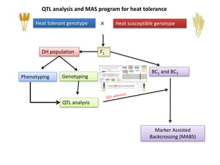 Heat tolerant genotype Heat susceptible genotype×
F1DH population
BC1 and BC2
Phenotyping Genotyping
QTL analysis
Marker Assisted
Backcrossing (MABS)
QTL analysis and MAS program for heat tolerance
 
