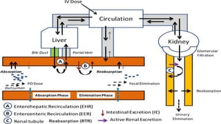 Non renal routes of excretion For pharmacy students | PPTX