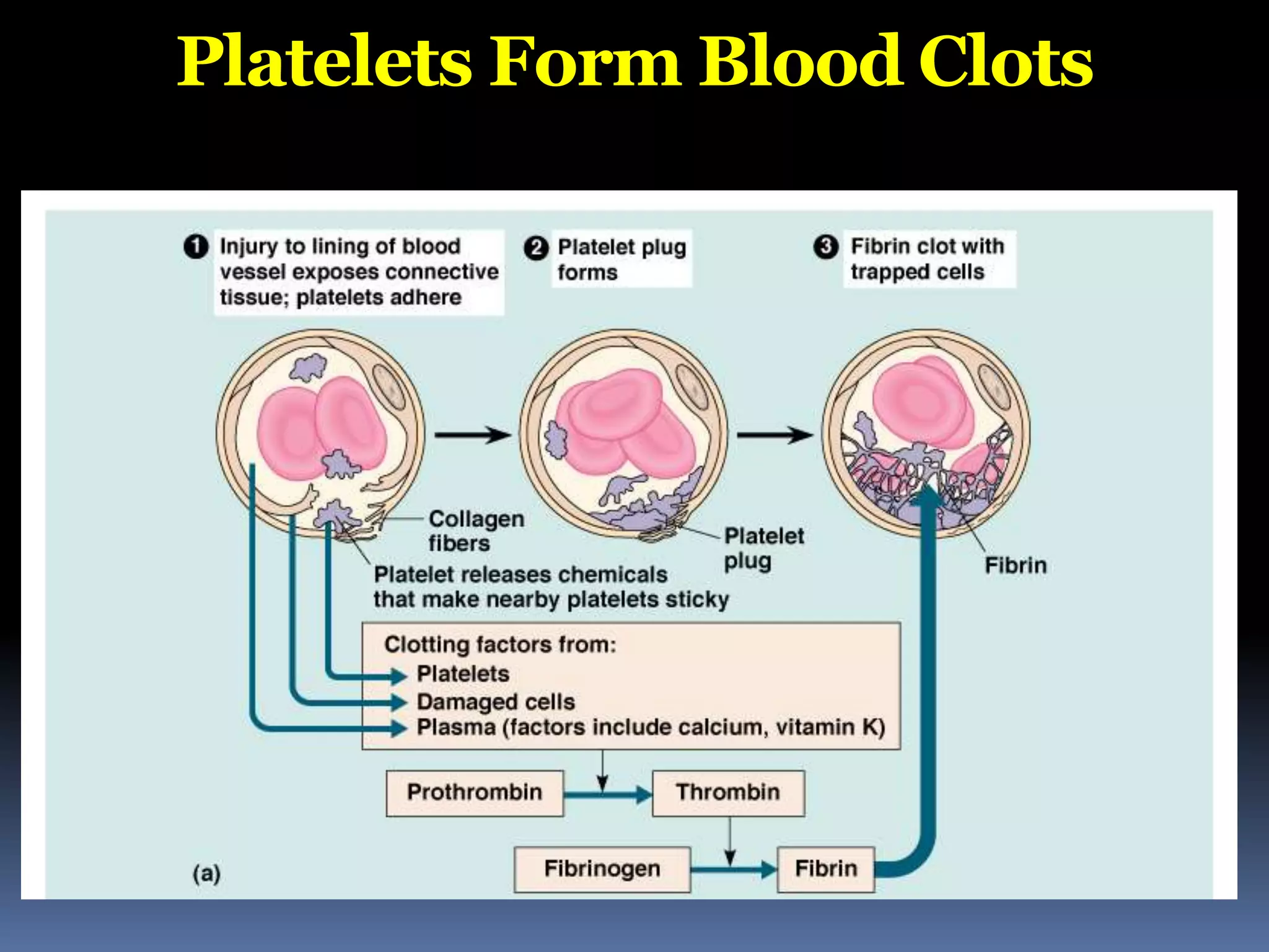 Platelets Form Blood Clots
 