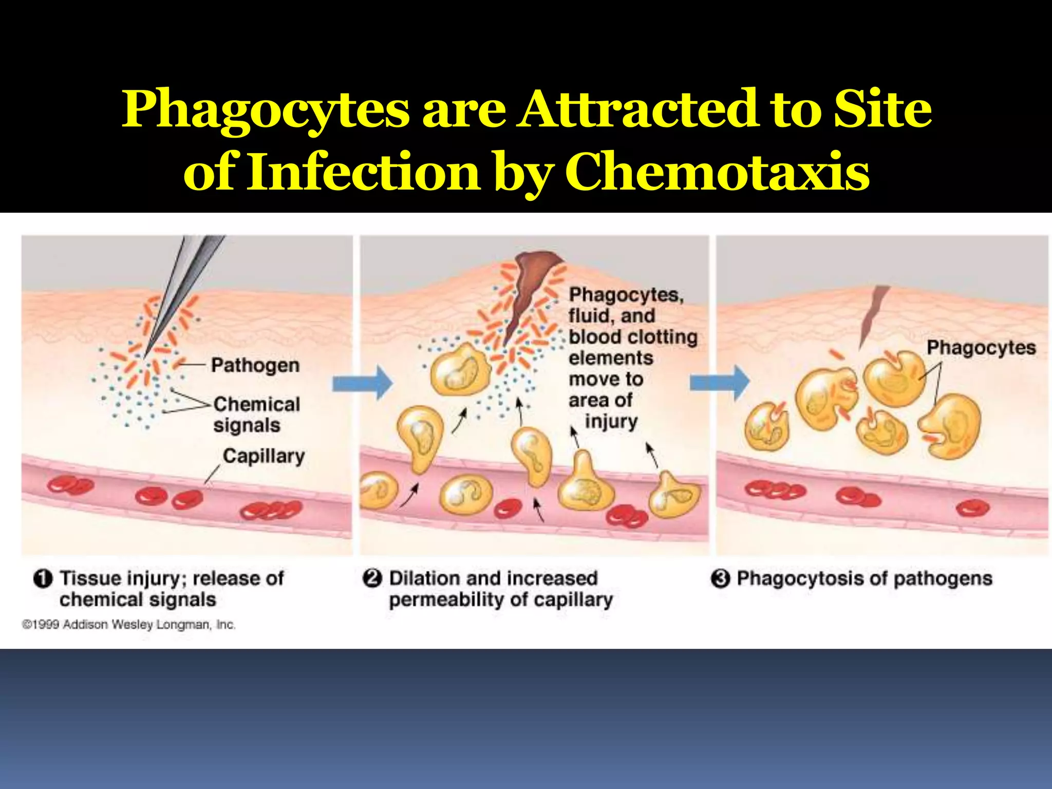 Phagocytes are Attracted to Site
of Infection by Chemotaxis
 