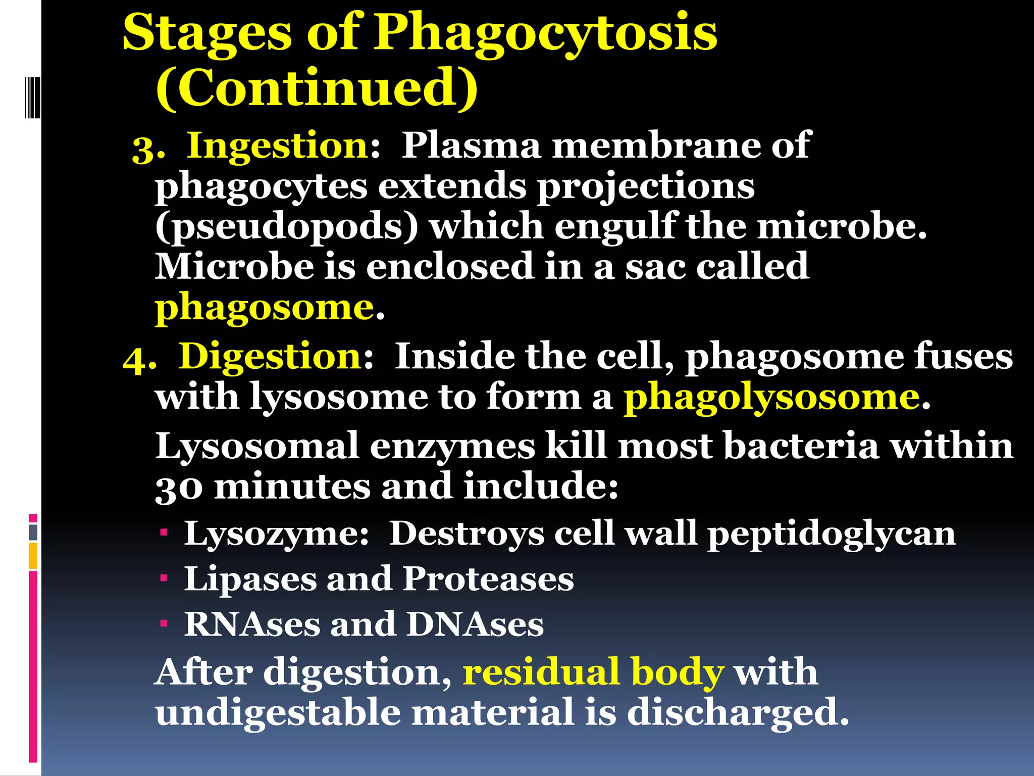 Stages of Phagocytosis
(Continued)
3. Ingestion: Plasma membrane of
phagocytes extends projections
(pseudopods) which engulf the microbe.
Microbe is enclosed in a sac called
phagosome.
4. Digestion: Inside the cell, phagosome fuses
with lysosome to form a phagolysosome.
Lysosomal enzymes kill most bacteria within
30 minutes and include:
 Lysozyme: Destroys cell wall peptidoglycan
 Lipases and Proteases
 RNAses and DNAses
After digestion, residual body with
undigestable material is discharged.
 