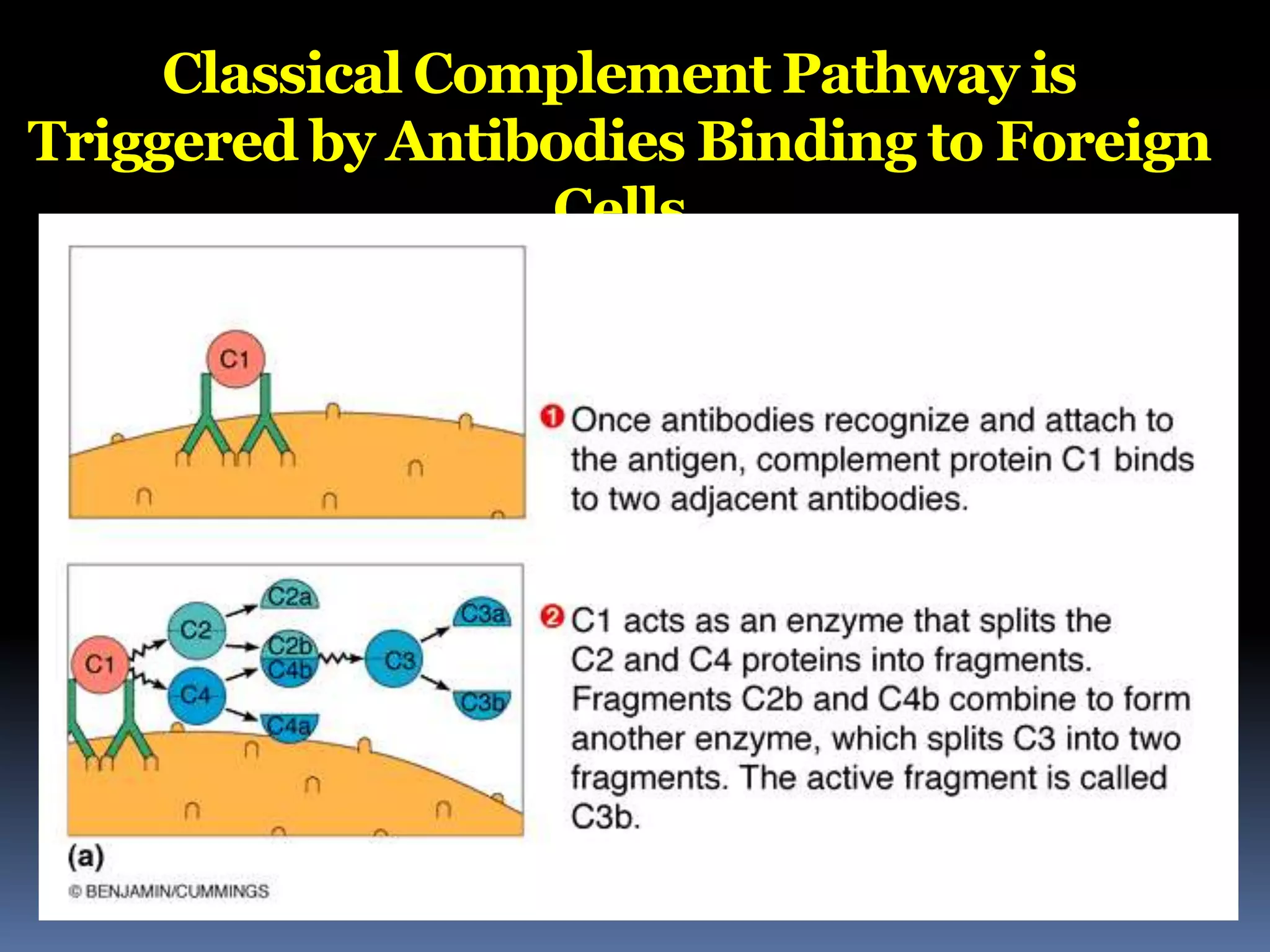 Classical Complement Pathway is
Triggered by Antibodies Binding to Foreign
Cells
 