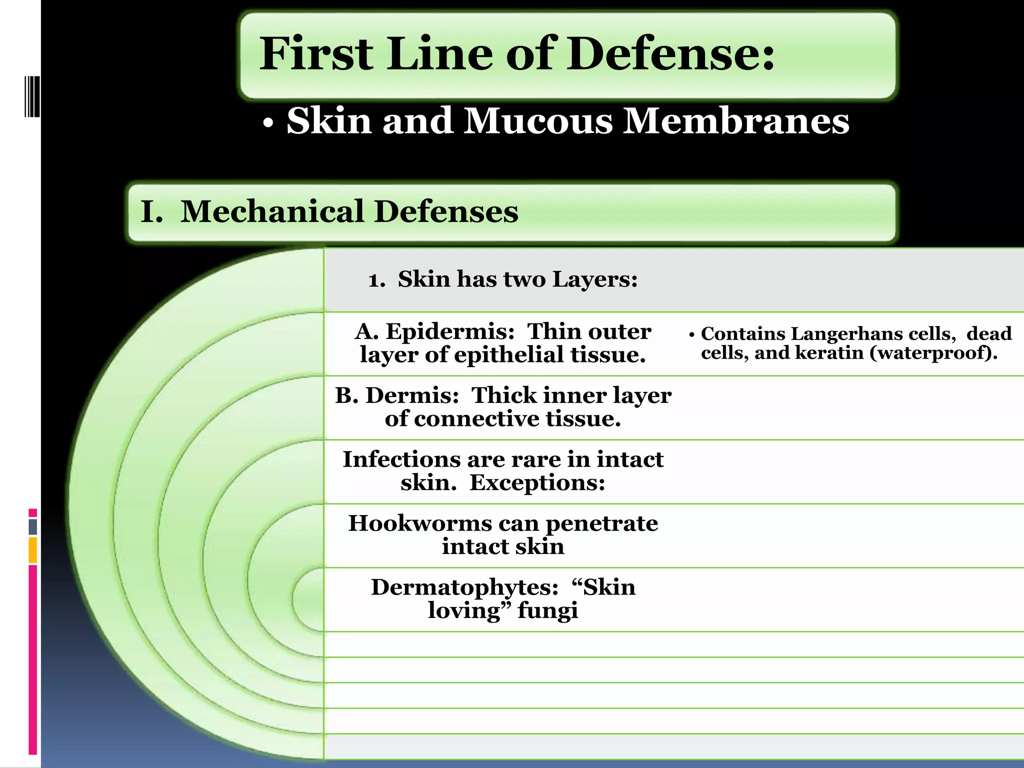 1. Skin has two Layers:
A. Epidermis: Thin outer
layer of epithelial tissue.
B. Dermis: Thick inner layer
of connective tissue.
Infections are rare in intact
skin. Exceptions:
Hookworms can penetrate
intact skin
Dermatophytes: “Skin
loving” fungi
• Contains Langerhans cells, dead
cells, and keratin (waterproof).
First Line of Defense:
• Skin and Mucous Membranes
I. Mechanical Defenses
 