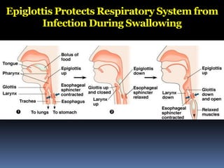 Epiglottis Protects Respiratory System from
Infection During Swallowing
 