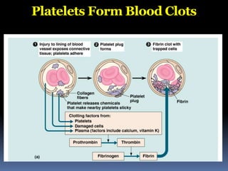 Platelets Form Blood Clots
 