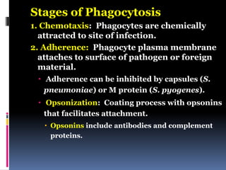 Stages of Phagocytosis
1. Chemotaxis: Phagocytes are chemically
attracted to site of infection.
2. Adherence: Phagocyte plasma membrane
attaches to surface of pathogen or foreign
material.
 Adherence can be inhibited by capsules (S.
pneumoniae) or M protein (S. pyogenes).
 Opsonization: Coating process with opsonins
that facilitates attachment.
 Opsonins include antibodies and complement
proteins.
 