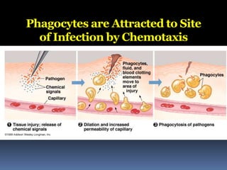 Phagocytes are Attracted to Site
of Infection by Chemotaxis
 