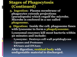 Stages of Phagocytosis
(Continued)
3. Ingestion: Plasma membrane of
phagocytes extends projections
(pseudopods) which engulf the microbe.
Microbe is enclosed in a sac called
phagosome.
4. Digestion: Inside the cell, phagosome fuses
with lysosome to form a phagolysosome.
Lysosomal enzymes kill most bacteria within
30 minutes and include:
 Lysozyme: Destroys cell wall peptidoglycan
 Lipases and Proteases
 RNAses and DNAses
After digestion, residual body with
undigestable material is discharged.
 