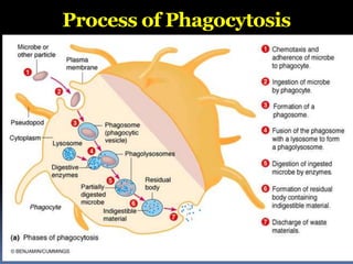 Process of Phagocytosis
 