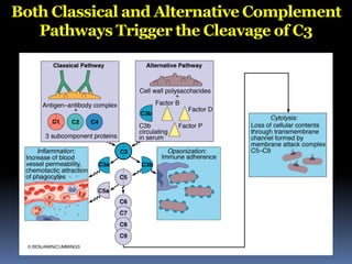Both Classical and Alternative Complement
Pathways Trigger the Cleavage of C3
 