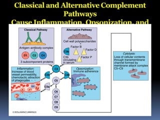 Classical and Alternative Complement
Pathways
Cause Inflammation, Opsonization, and
Cytolysis
 