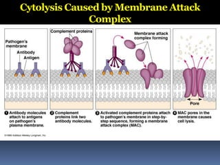 Cytolysis Caused by Membrane Attack
Complex
 
