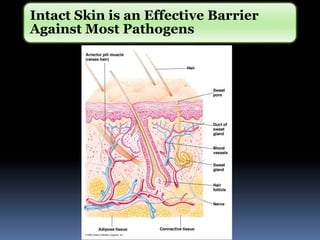 Intact Skin is an Effective Barrier
Against Most Pathogens
 