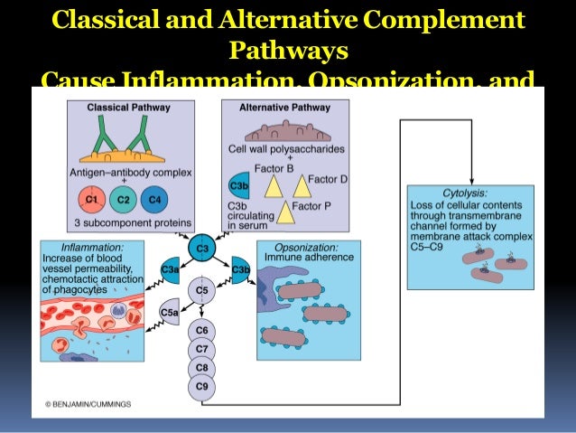 non specific immune response