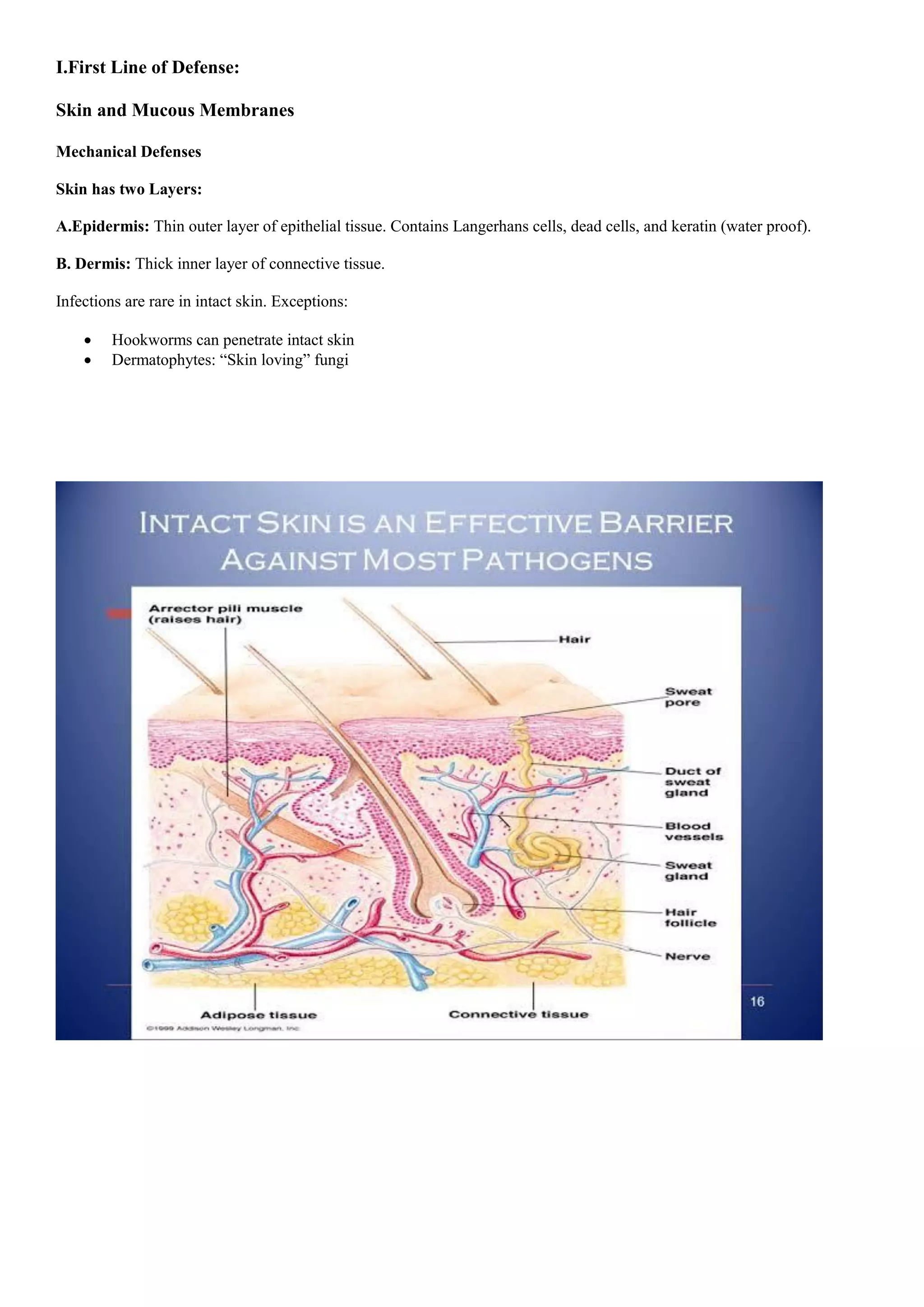 I.First Line of Defense:
Skin and Mucous Membranes
Mechanical Defenses
Skin has two Layers:
A.Epidermis: Thin outer layer of epithelial tissue. Contains Langerhans cells, dead cells, and keratin (water proof).
B. Dermis: Thick inner layer of connective tissue.
Infections are rare in intact skin. Exceptions:
 Hookworms can penetrate intact skin
 Dermatophytes: “Skin loving” fungi
 