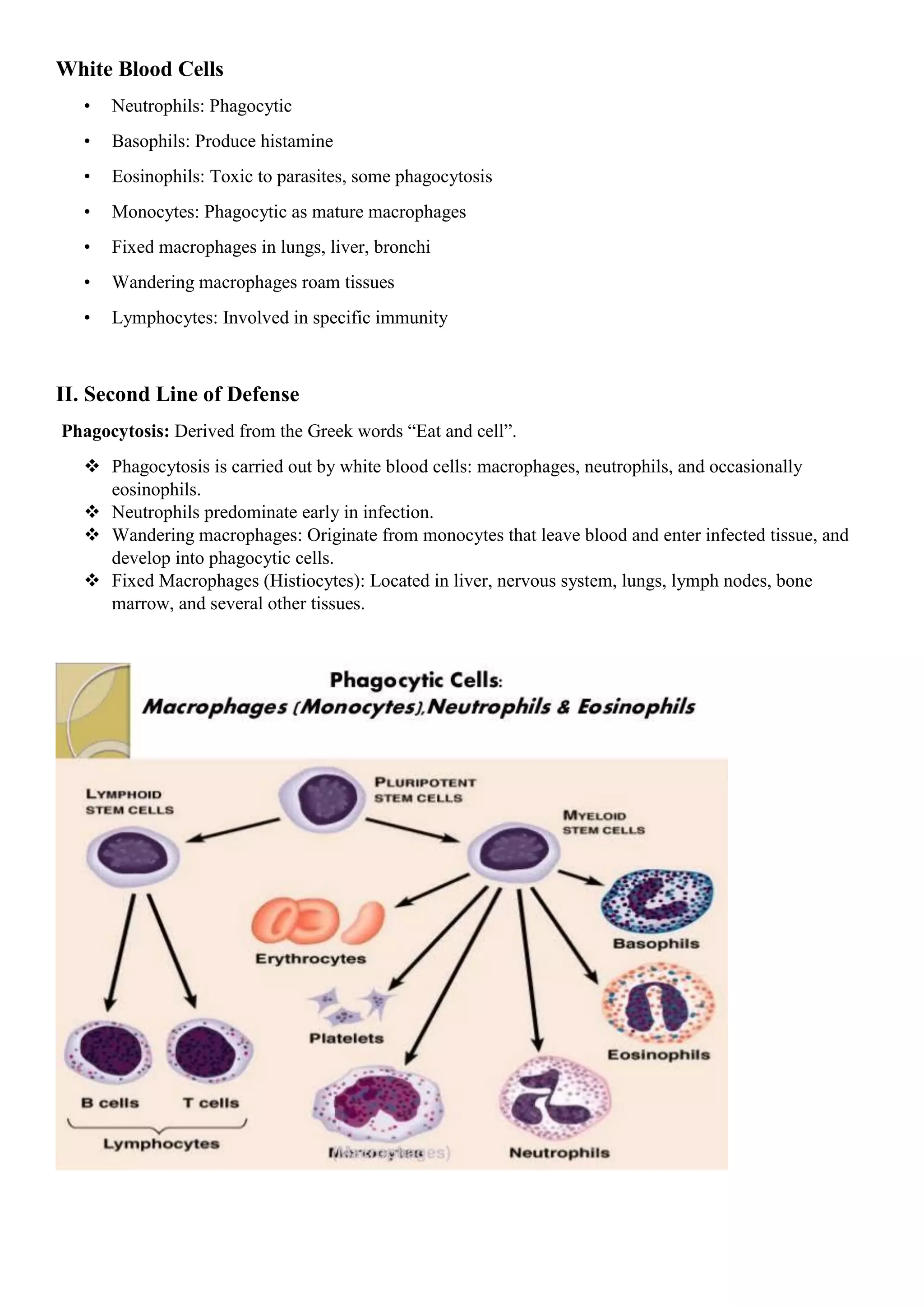 White Blood Cells
• Neutrophils: Phagocytic
• Basophils: Produce histamine
• Eosinophils: Toxic to parasites, some phagocytosis
• Monocytes: Phagocytic as mature macrophages
• Fixed macrophages in lungs, liver, bronchi
• Wandering macrophages roam tissues
• Lymphocytes: Involved in specific immunity
II. Second Line of Defense
Phagocytosis: Derived from the Greek words “Eat and cell”.
 Phagocytosis is carried out by white blood cells: macrophages, neutrophils, and occasionally
eosinophils.
 Neutrophils predominate early in infection.
 Wandering macrophages: Originate from monocytes that leave blood and enter infected tissue, and
develop into phagocytic cells.
 Fixed Macrophages (Histiocytes): Located in liver, nervous system, lungs, lymph nodes, bone
marrow, and several other tissues.
 
