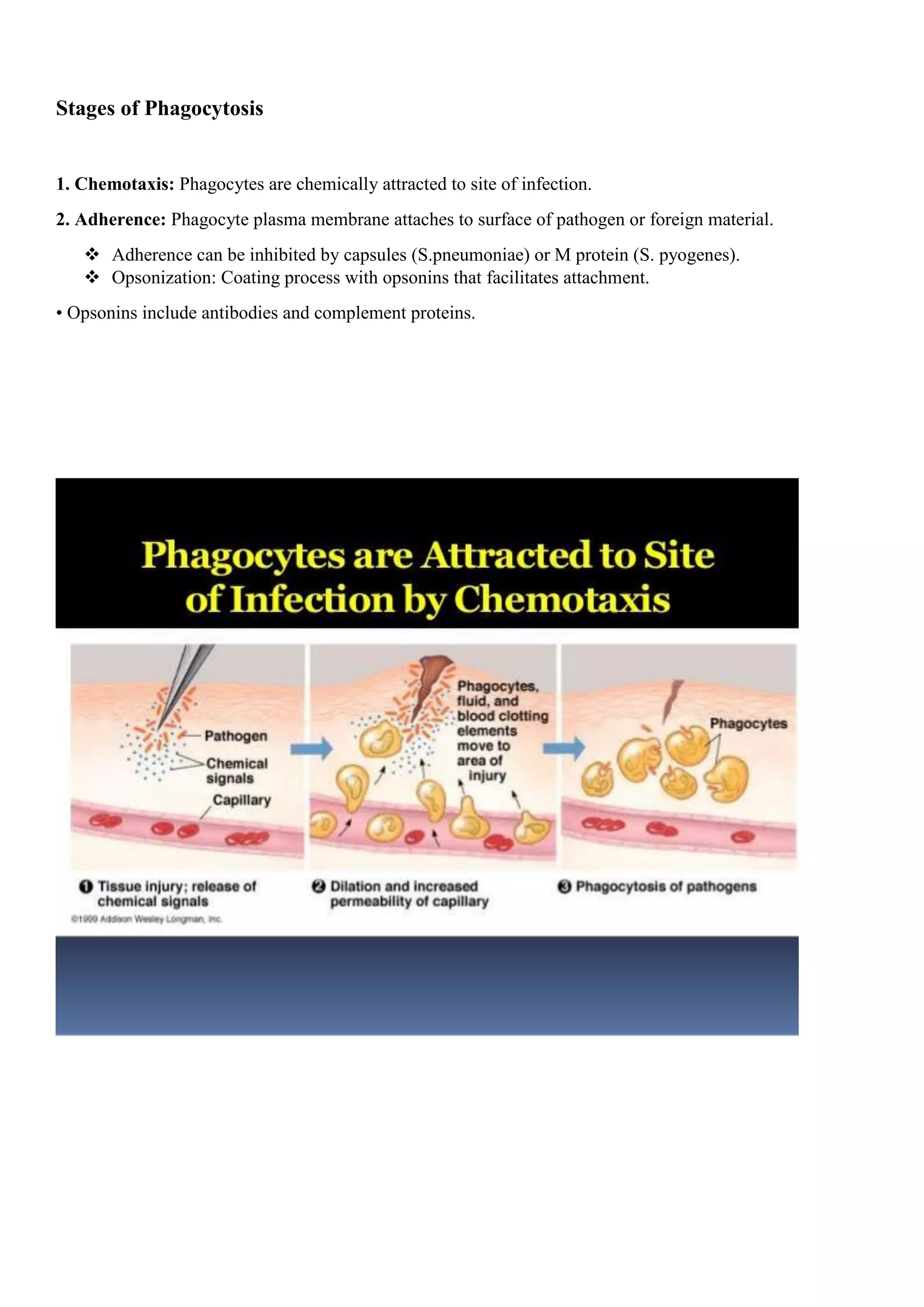 Stages of Phagocytosis
1. Chemotaxis: Phagocytes are chemically attracted to site of infection.
2. Adherence: Phagocyte plasma membrane attaches to surface of pathogen or foreign material.
 Adherence can be inhibited by capsules (S.pneumoniae) or M protein (S. pyogenes).
 Opsonization: Coating process with opsonins that facilitates attachment.
• Opsonins include antibodies and complement proteins.
 