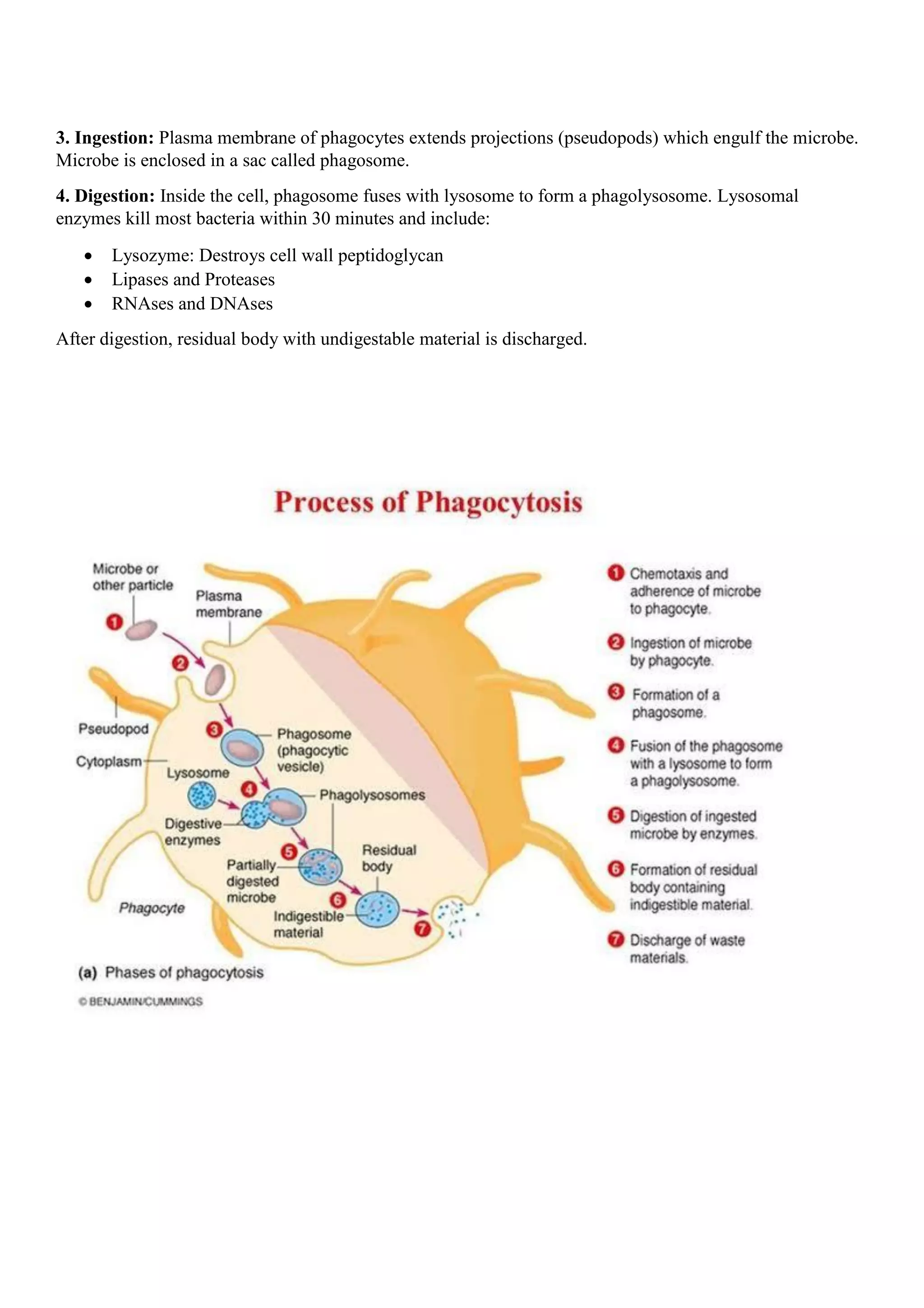 3. Ingestion: Plasma membrane of phagocytes extends projections (pseudopods) which engulf the microbe.
Microbe is enclosed in a sac called phagosome.
4. Digestion: Inside the cell, phagosome fuses with lysosome to form a phagolysosome. Lysosomal
enzymes kill most bacteria within 30 minutes and include:
 Lysozyme: Destroys cell wall peptidoglycan
 Lipases and Proteases
 RNAses and DNAses
After digestion, residual body with undigestable material is discharged.
 