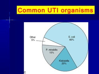 Common UTI organisms
 