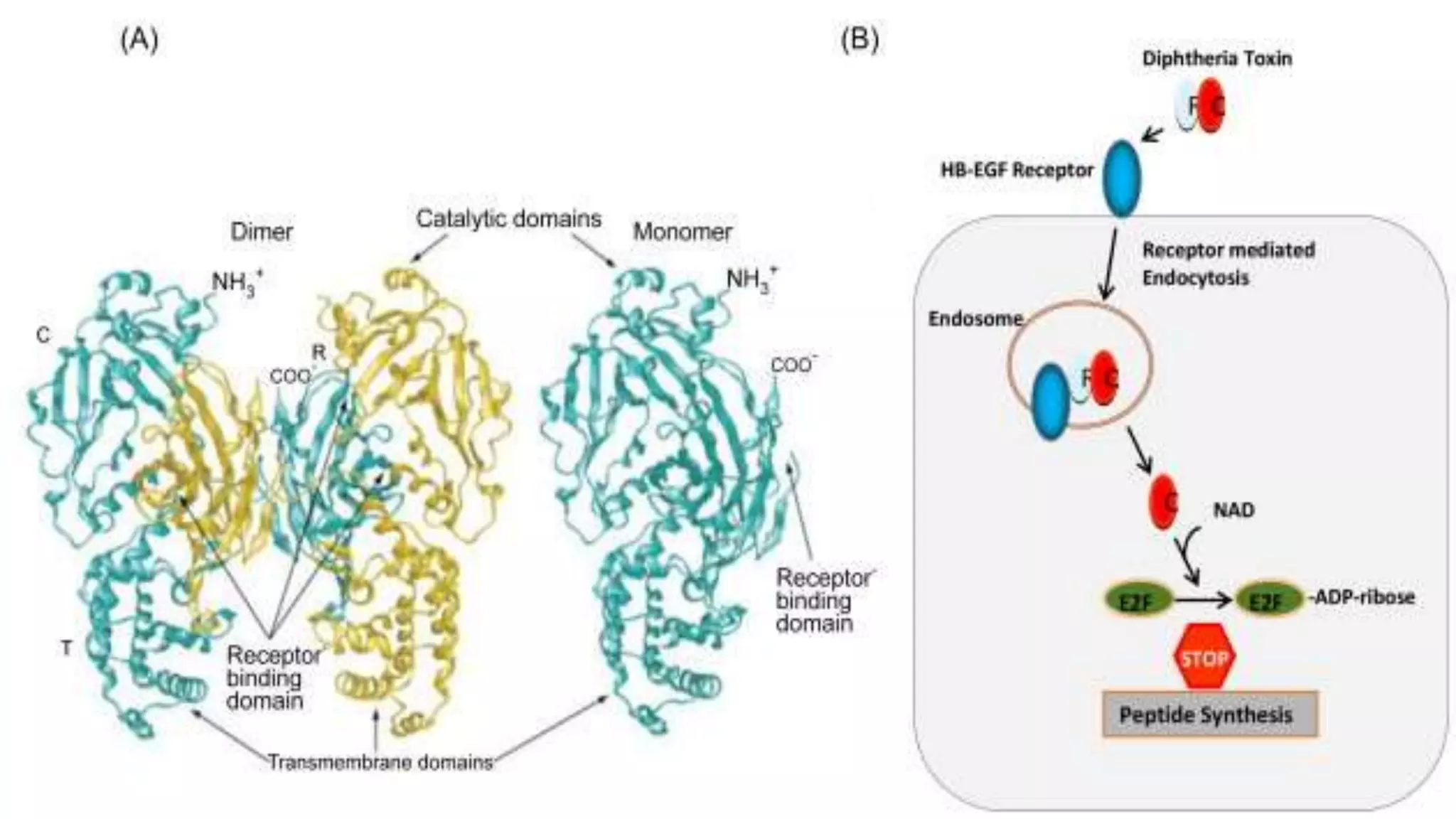 Rod Non Rested gram positive rods (Non spore forming) | PPTX