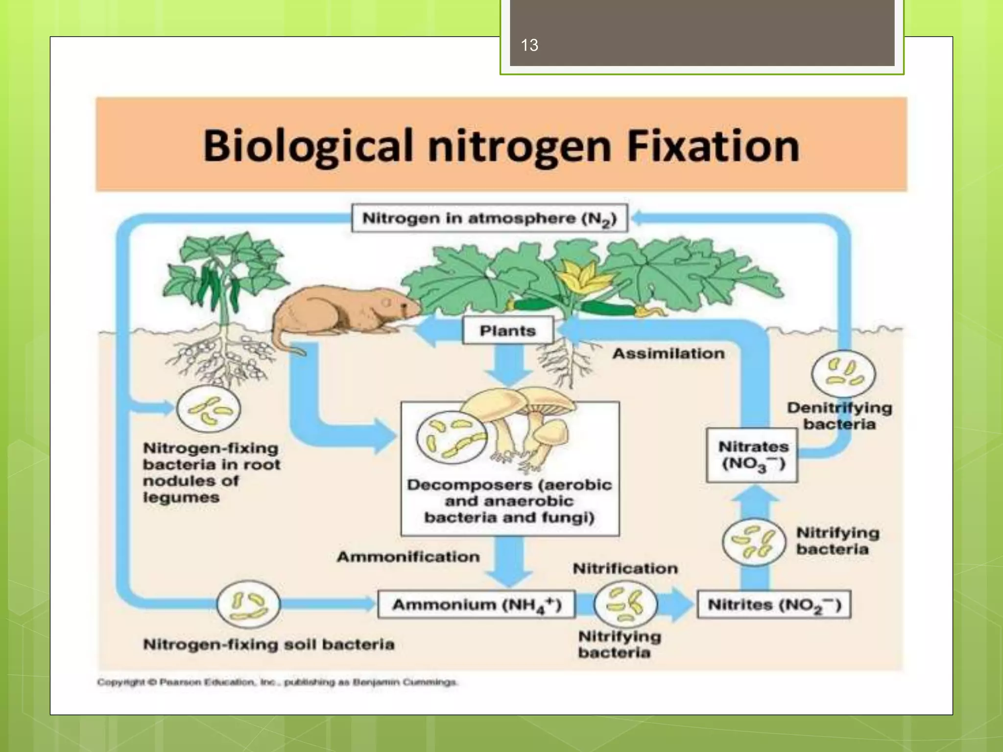 Non symbiotic nitrogen fixers. | PPTX