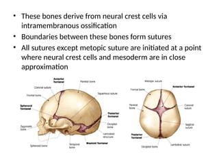 • These bones derive from neural crest cells via
intramembranous ossification
• Boundaries between these bones form sutures
• All sutures except metopic suture are initiated at a point
where neural crest cells and mesoderm are in close
approximation
 