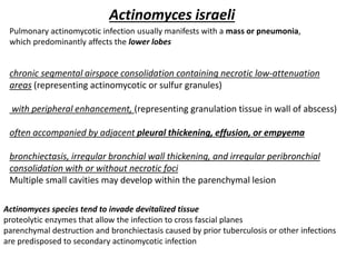 Actinomyces israeli
Pulmonary actinomycotic infection usually manifests with a mass or pneumonia,
which predominantly affects the lower lobes
chronic segmental airspace consolidation containing necrotic low-attenuation
areas (representing actinomycotic or sulfur granules)
with peripheral enhancement, (representing granulation tissue in wall of abscess)
often accompanied by adjacent pleural thickening, effusion, or empyema
bronchiectasis, irregular bronchial wall thickening, and irregular peribronchial
consolidation with or without necrotic foci
Multiple small cavities may develop within the parenchymal lesion
Actinomyces species tend to invade devitalized tissue
proteolytic enzymes that allow the infection to cross fascial planes
parenchymal destruction and bronchiectasis caused by prior tuberculosis or other infections
are predisposed to secondary actinomycotic infection
 