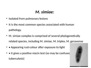 M. simiae:
• Isolated from pulmonary lesions
• It is the most common species associated with human
pathology.
• M. simiae complex is comprised of several phylogenetically
related species, including M. simiae, M. triplex, M. genavense
• • Appearing rust-colour after exposure to light
• • It gives a positive niacin test (so may be confused with M.
tuberculosis)
 