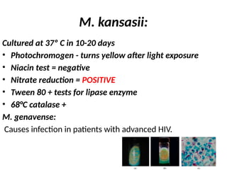 M. kansasii:
Cultured at 37º C in 10-20 days
• Photochromogen - turns yellow after light exposure
• Niacin test = negative
• Nitrate reduction = POSITIVE
• Tween 80 + tests for lipase enzyme
• 68°C catalase +
M. genavense:
Causes infection in patients with advanced HIV.
 