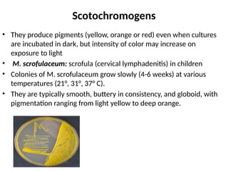 Scotochromogens
• They produce pigments (yellow, orange or red) even when cultures
are incubated in dark, but intensity of color may increase on
exposure to light
• M. scrofulaceum: scrofula (cervical lymphadenitis) in children
• Colonies of M. scrofulaceum grow slowly (4-6 weeks) at various
temperatures (21°, 31°, 37° C).
• They are typically smooth, buttery in consistency, and globoid, with
pigmentation ranging from light yellow to deep orange.
 